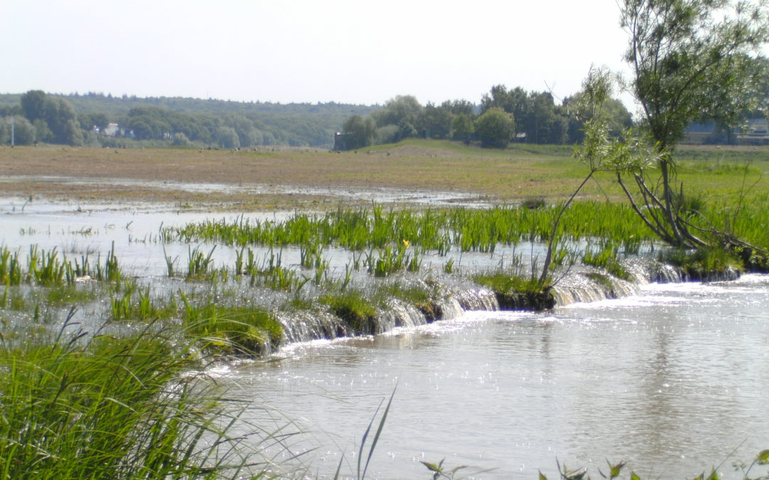 Natuurwaarden Nederrijn